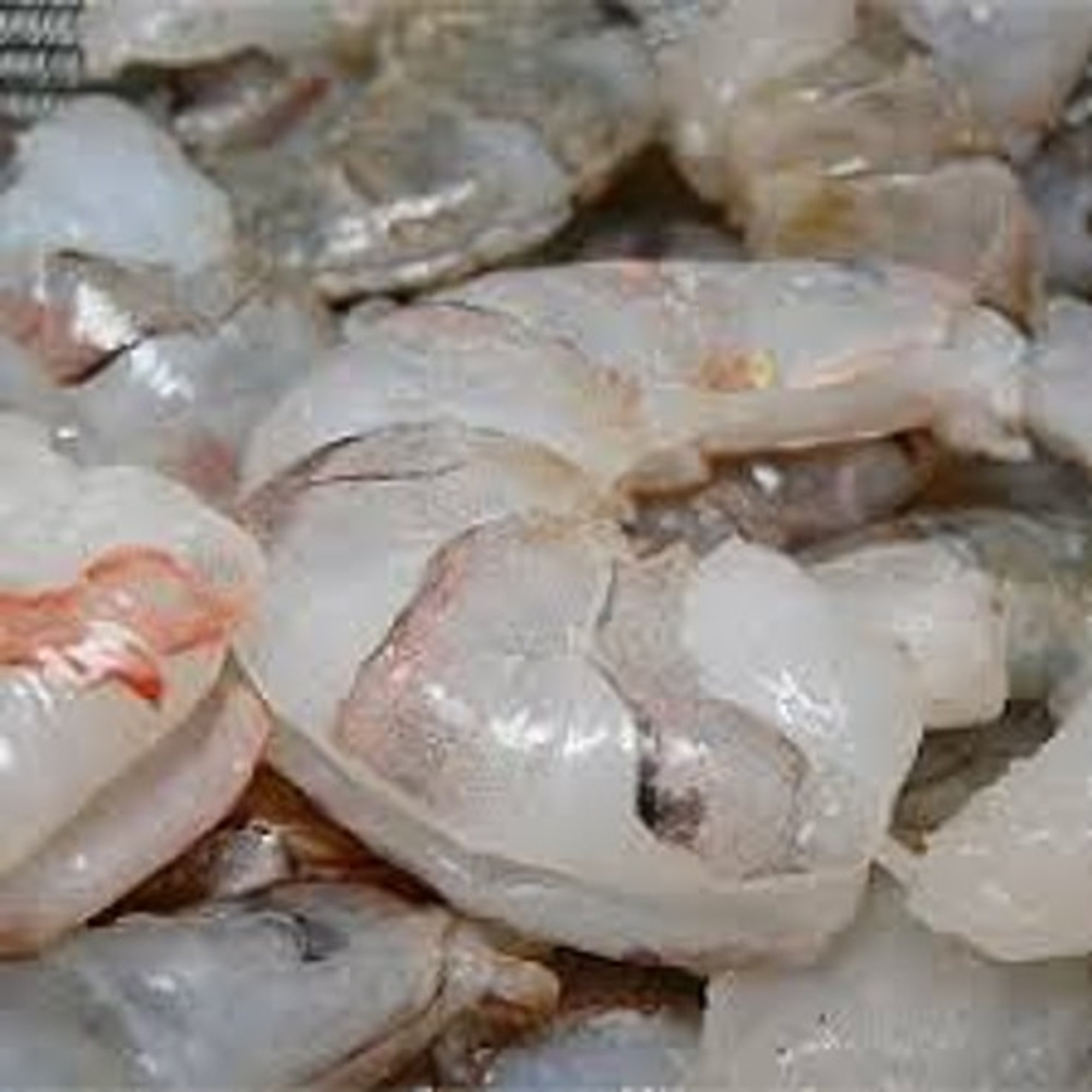 Medium Wild Gulf Shrimp