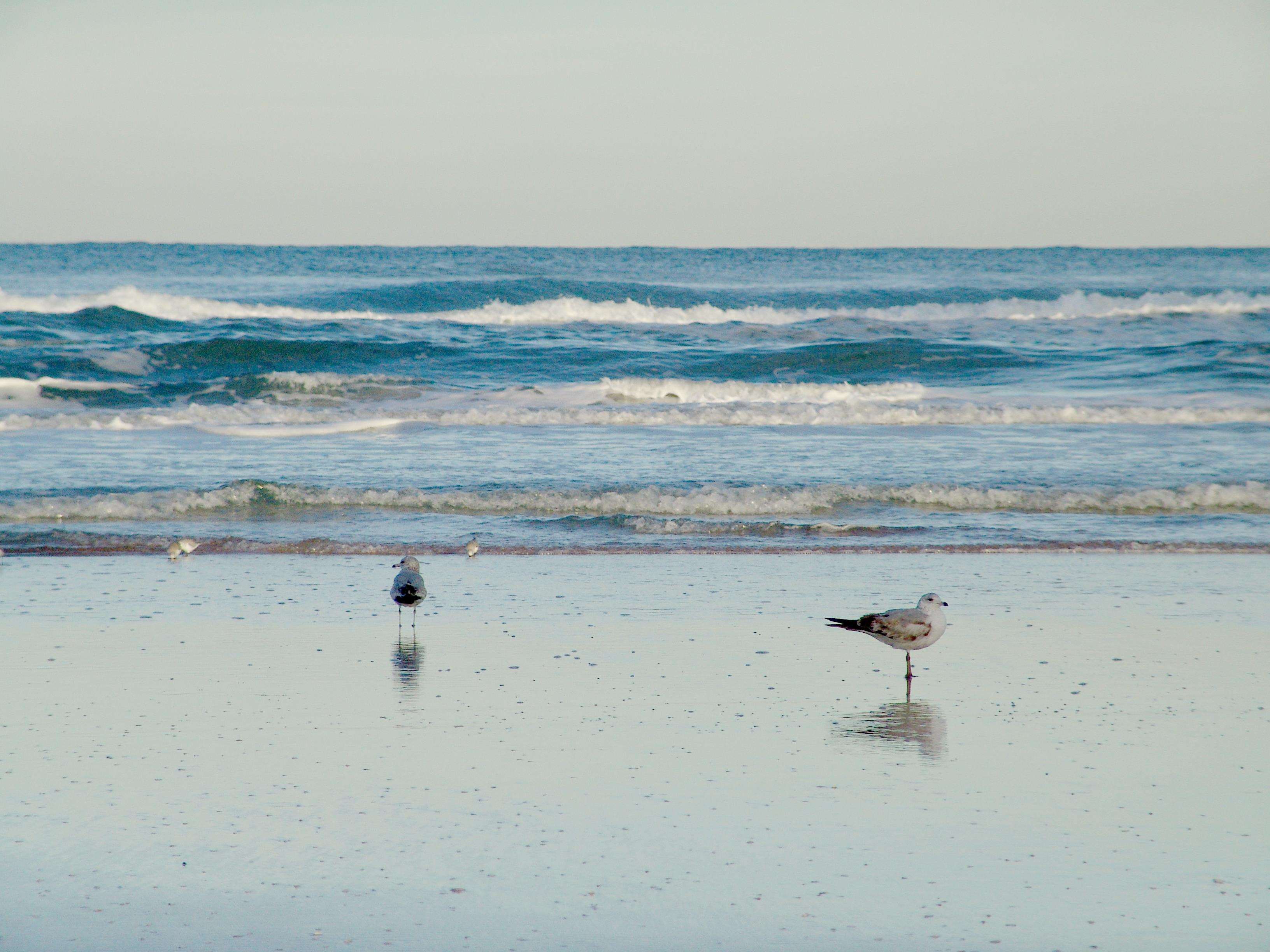 Hampton Inn Daytona Shores-Oceanfront Photo