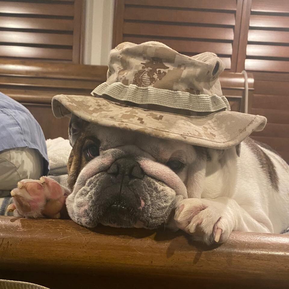 Bulldog Construction Services LLC Image