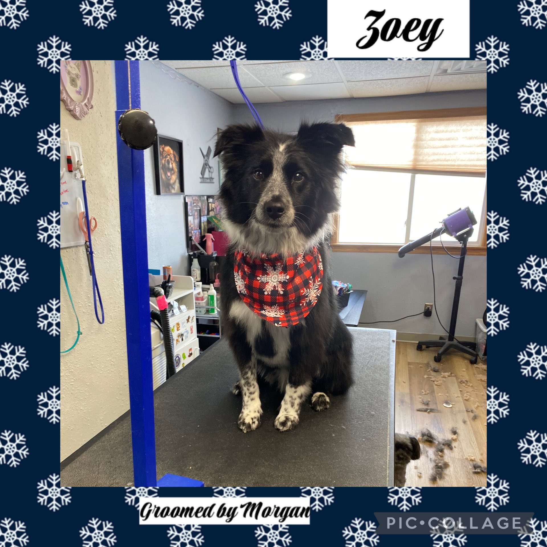 Marcie's Pet Spa Image