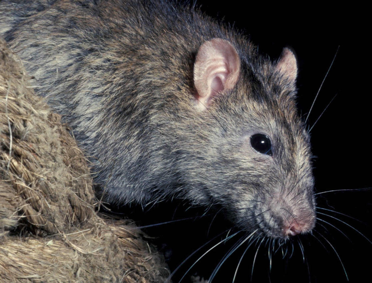 Австралийская Болотная крыса