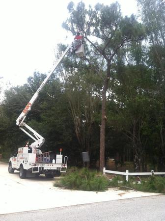 Images Deans Tree Services