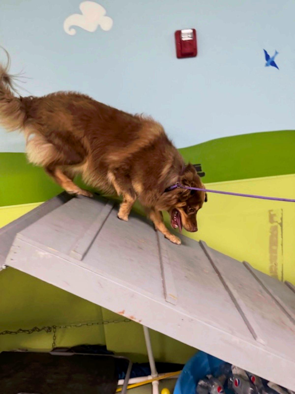 Bark Avenue Daycamp