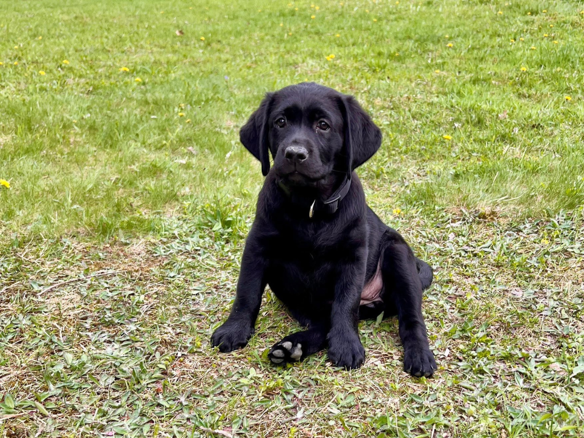 Black Lab Puppies