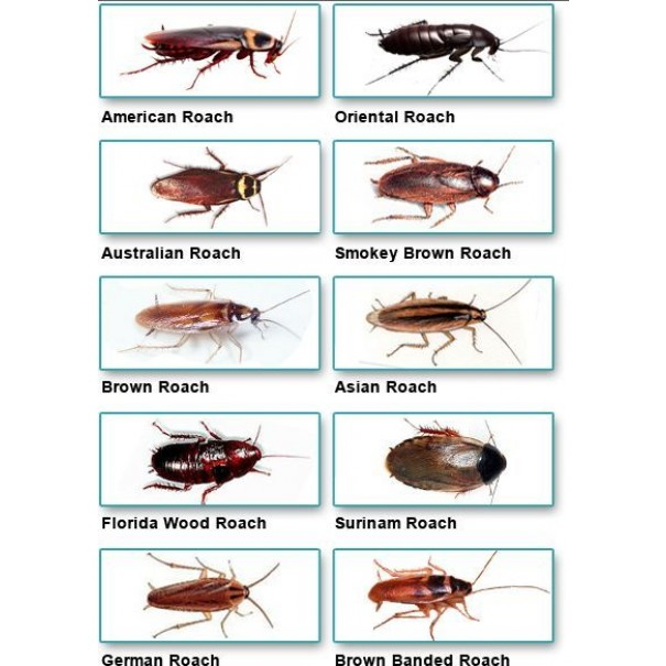 Cockroach types