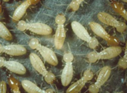 John Kowan Termite Control Photo