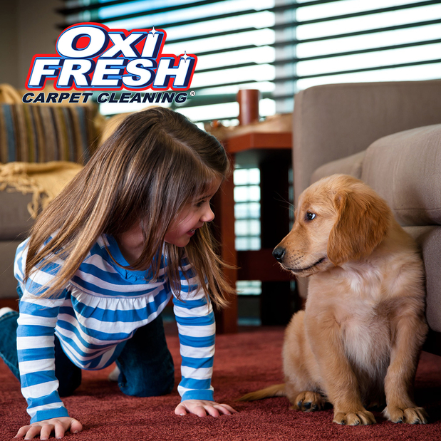 Images Oxi Fresh Carpet Cleaning