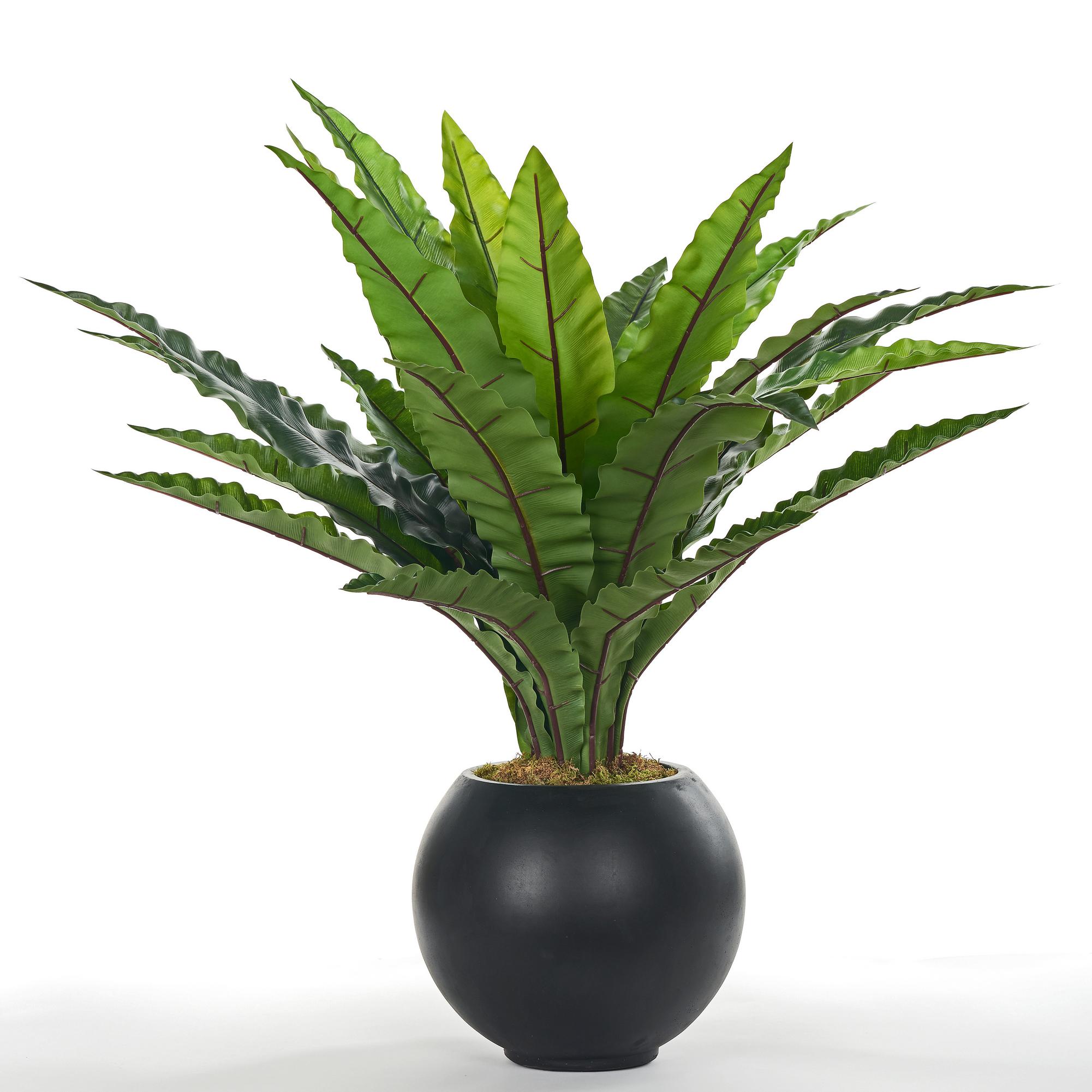 Nettle Leaf in Porter Planter
