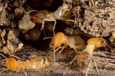 Termite Removal