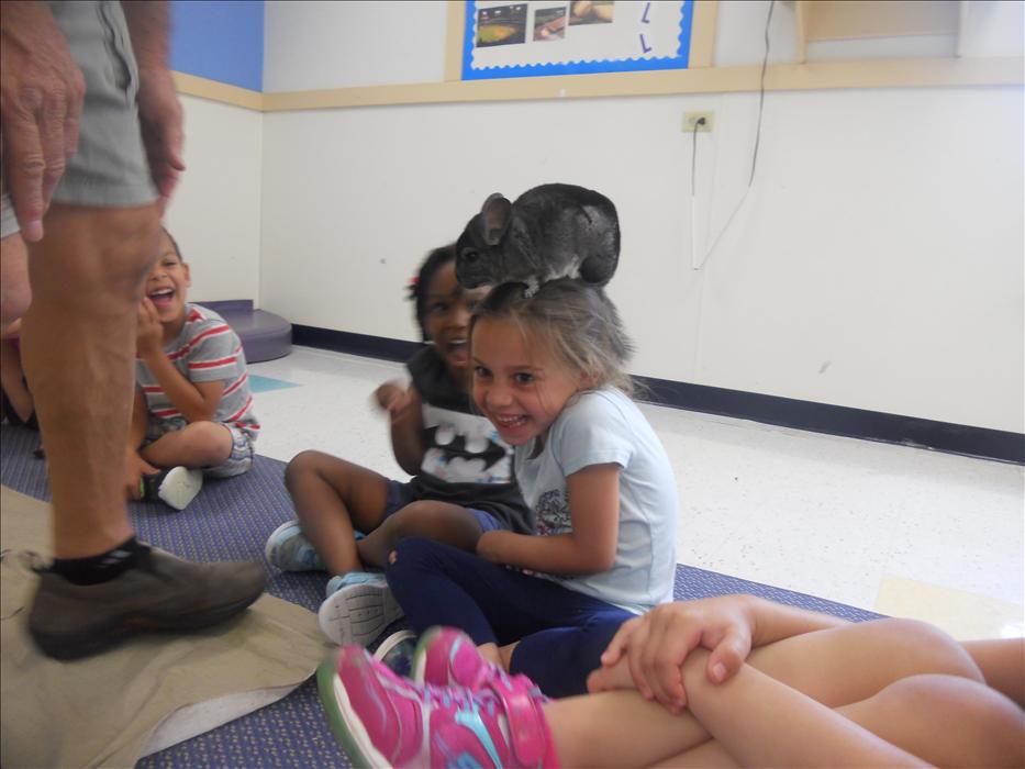 Our Curious Creatures were getting super silly. Paige found a chinchilla on her head! The kids had such a blast learning all about different animals and getting to feel and/or hold each one.