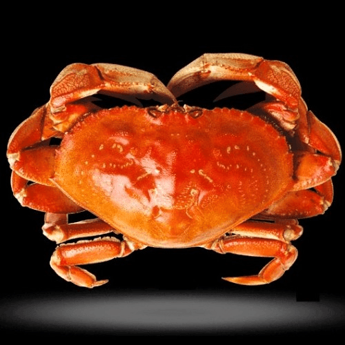 Dungeness Crab (1.9-2.2 lbs)