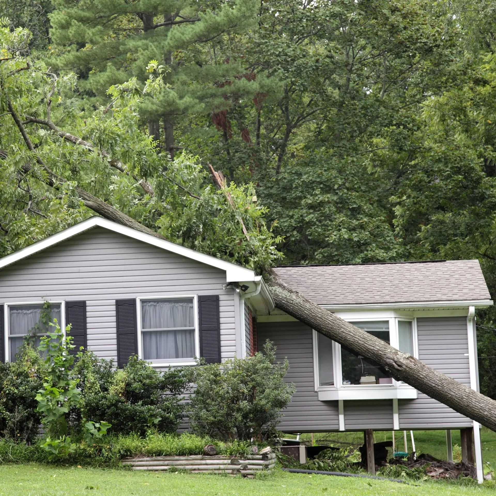 Supreme Tree Service Image