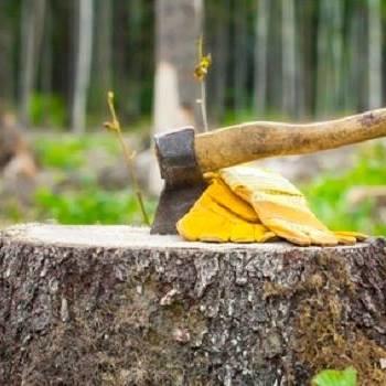 Enlightenment Tree Service Logo