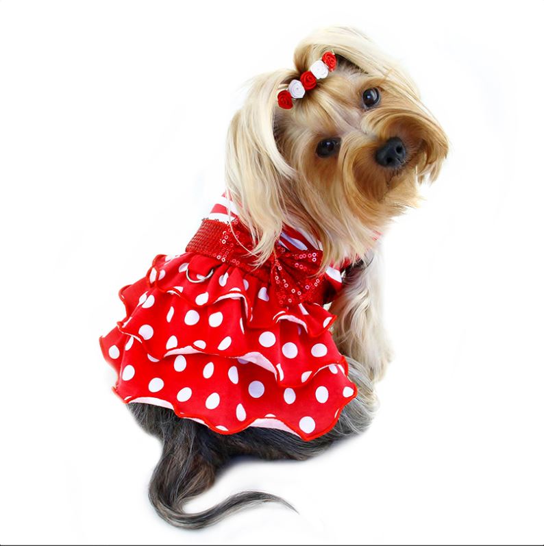 A Dream Pet Boutique
