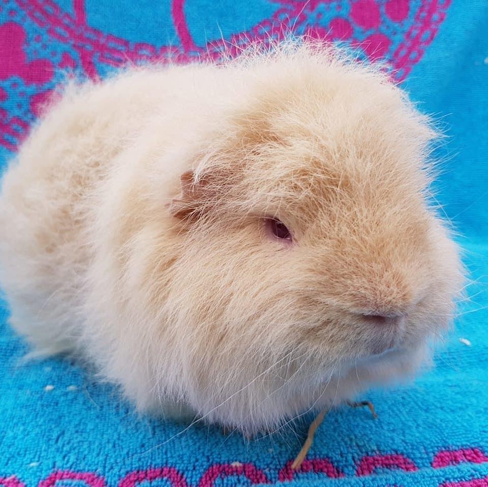 Dawley Pet Supplies, Telford Pet Shops Telford