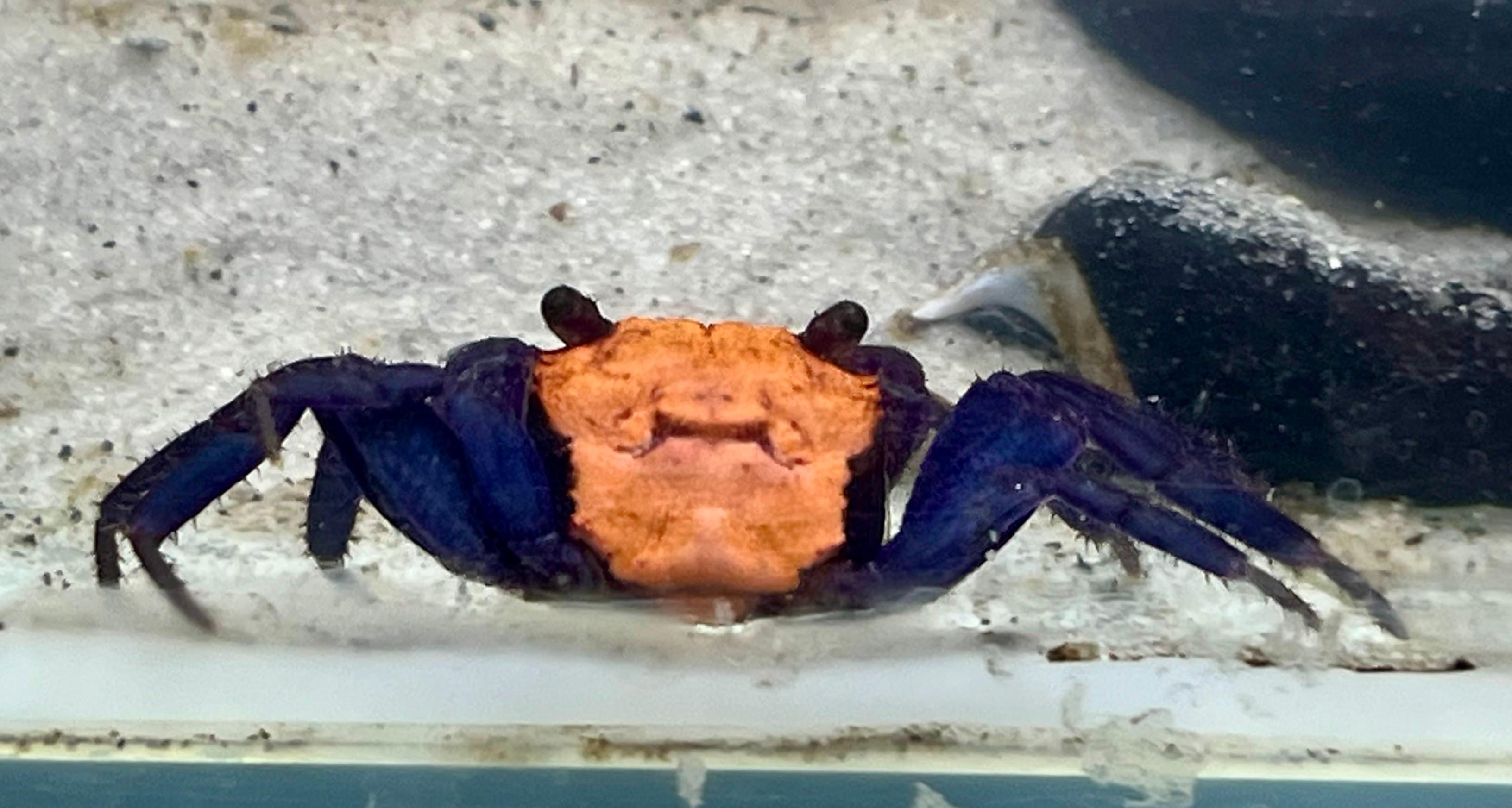 Terrarium Station Image