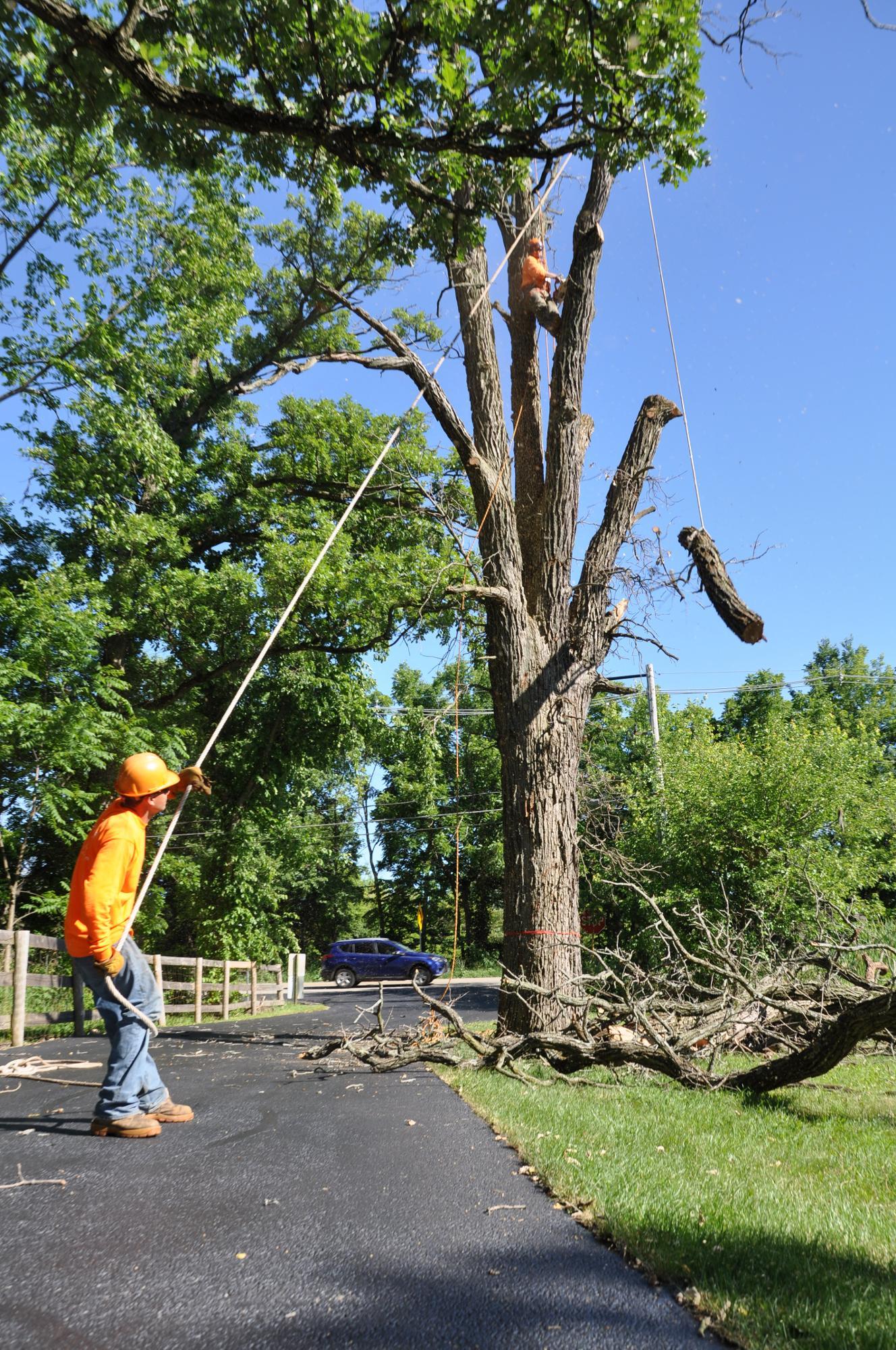 Gabriel's Tree Care Company Inc. Image