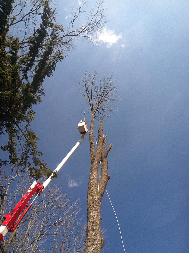 White Hills Tree Removal LLC Photo
