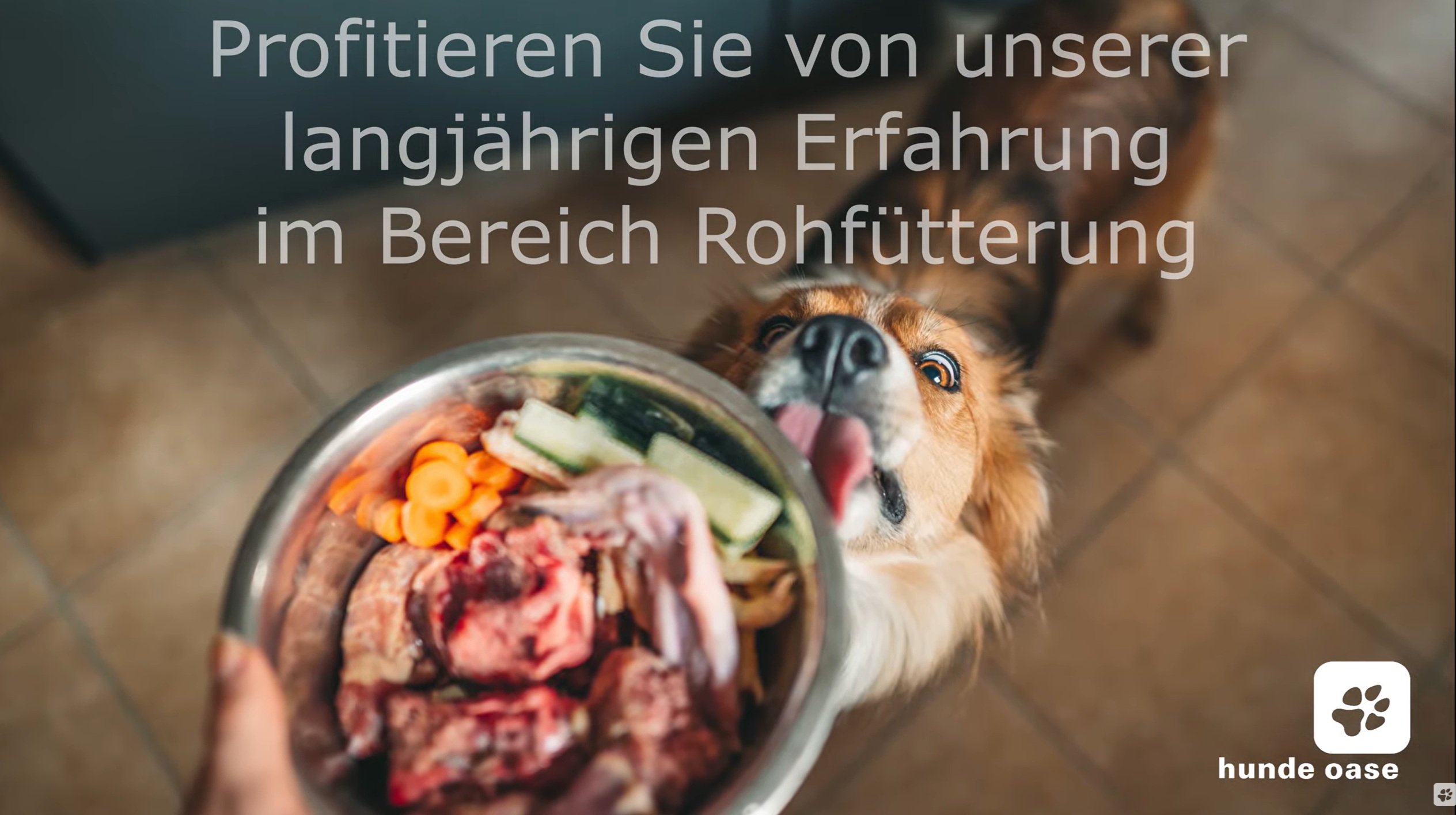 Ernärungsberatung für Hunde & Katzen