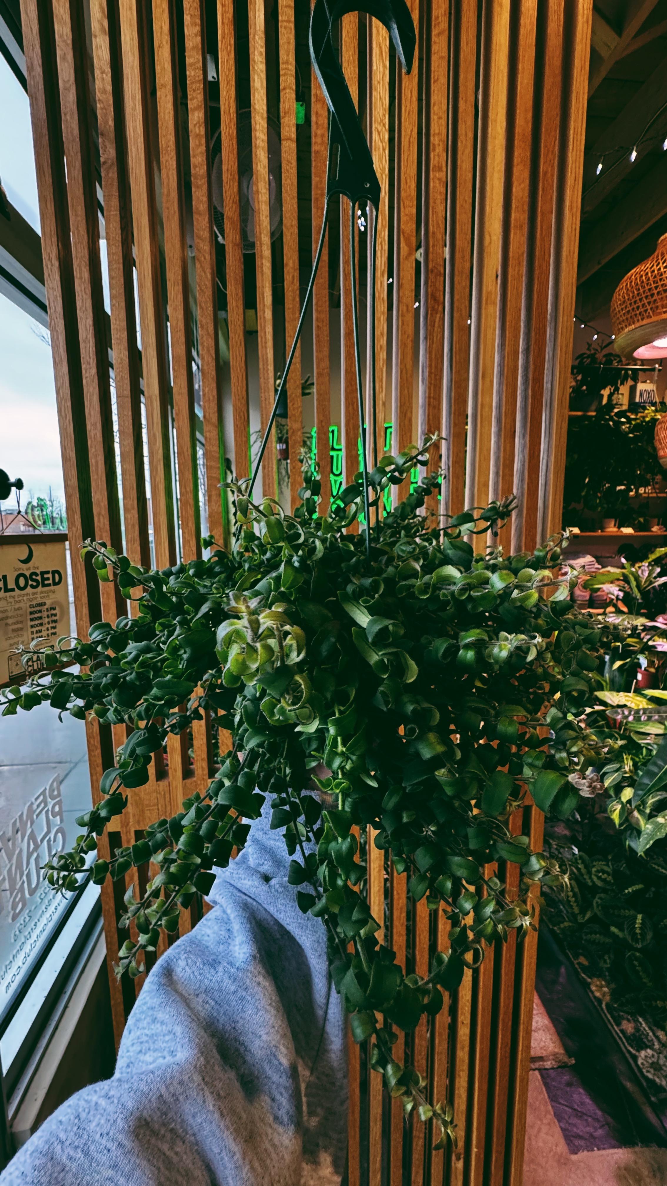 Denver Plant Club Image