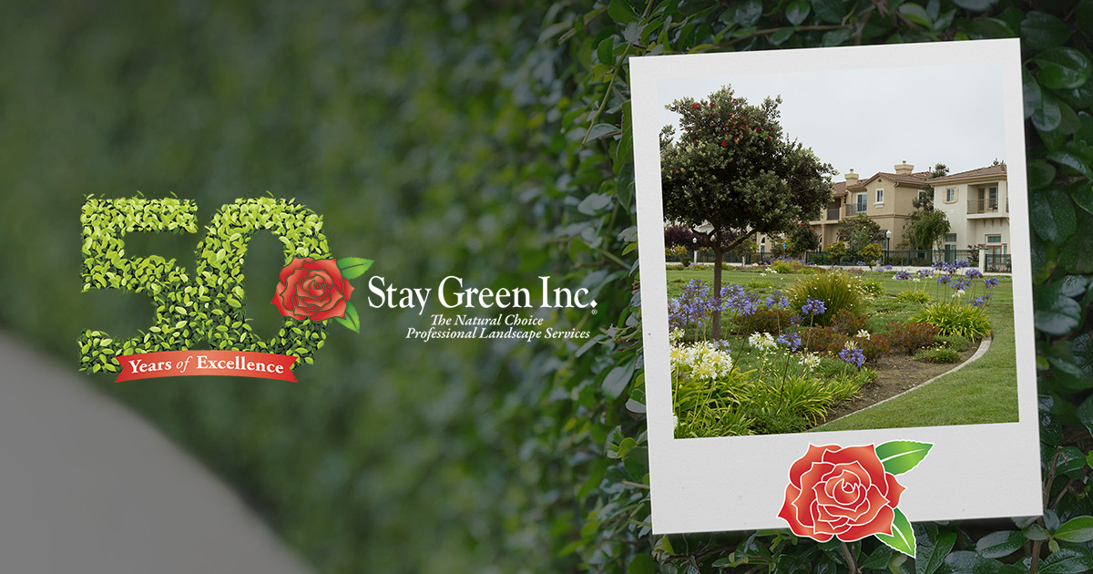 Stay Green Inc. Photo