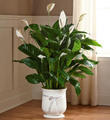 The FTD® 8 inch Comfort™ Planter