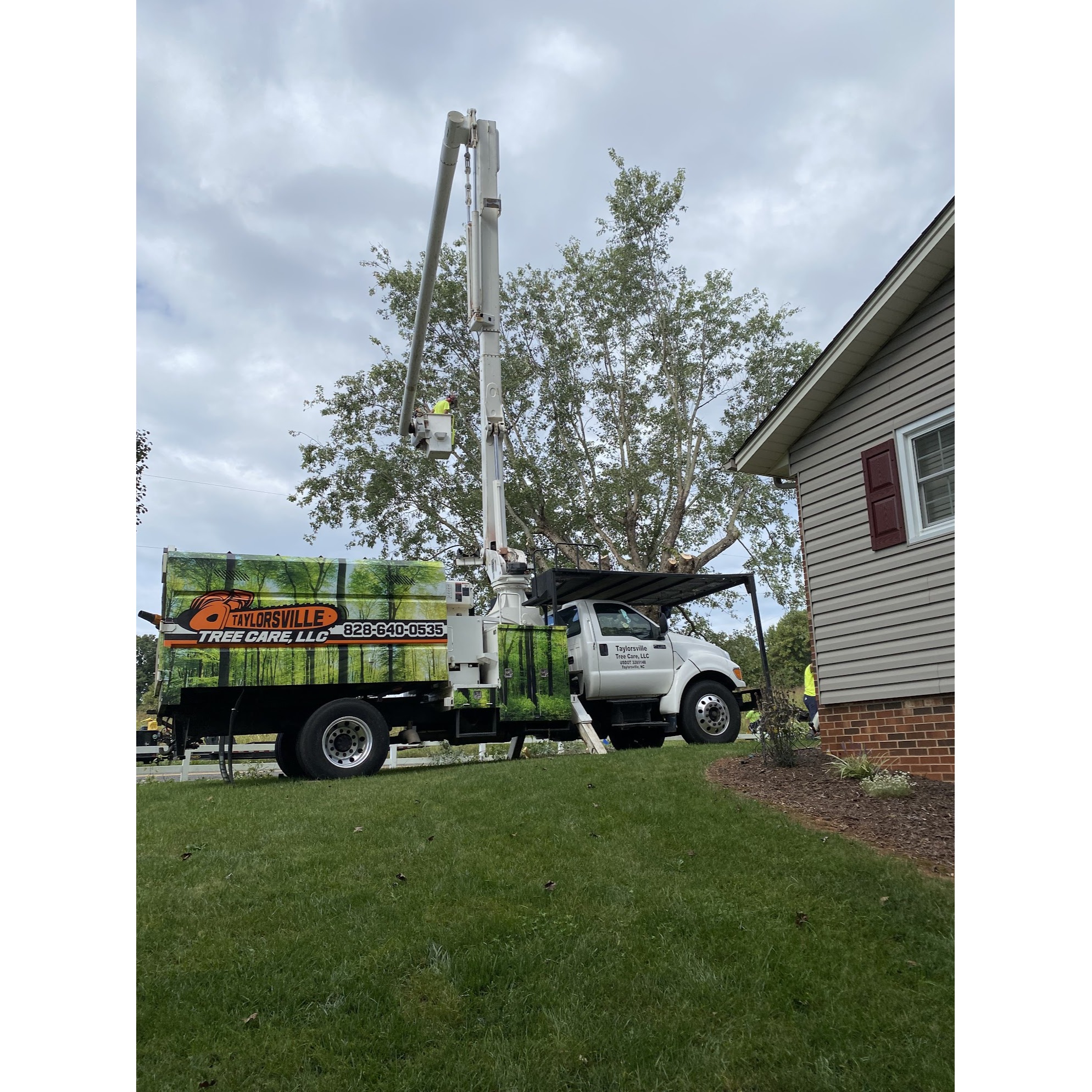 Taylorsville Tree Care Image