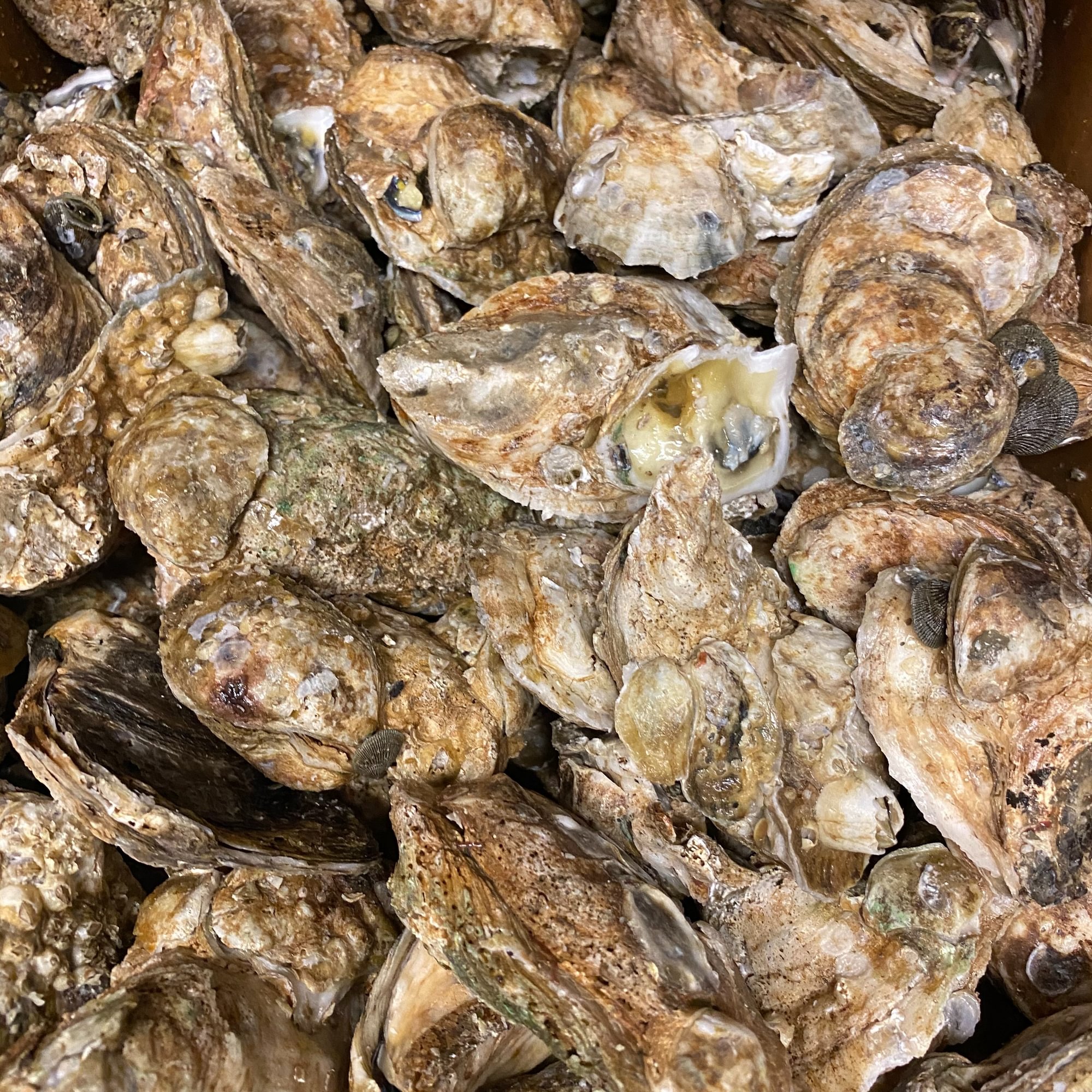 Oyster