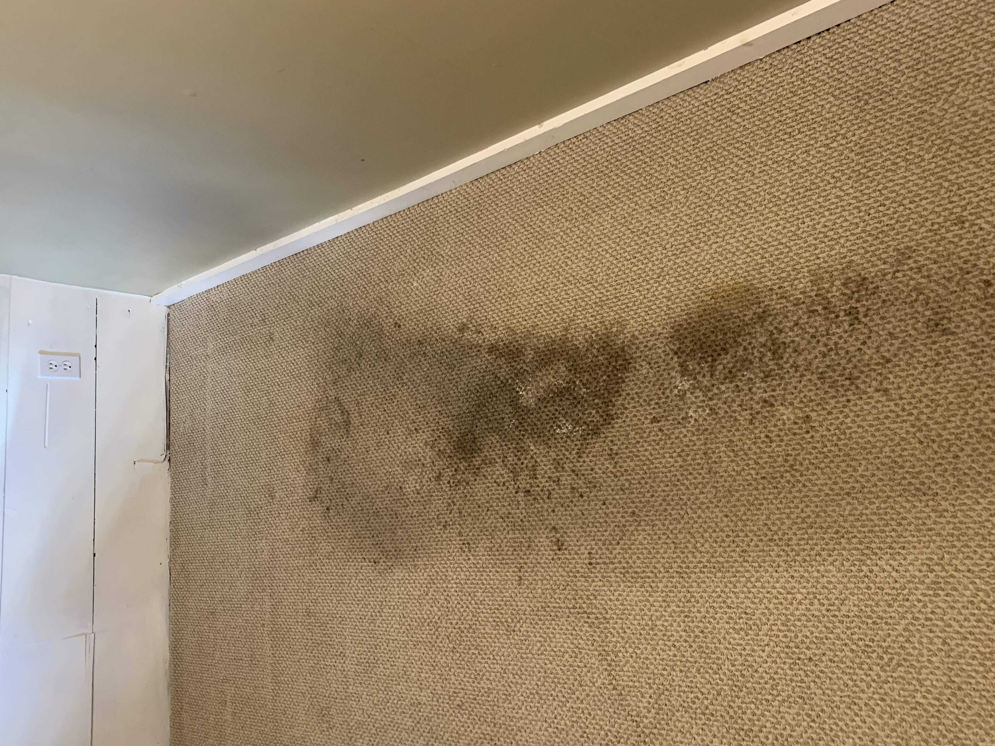 Elite Green Carpet Cleaning Image