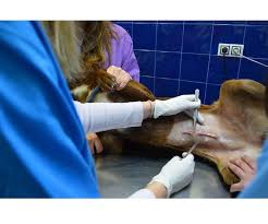 Images CLÍNICA VETERINÀRIA REUS