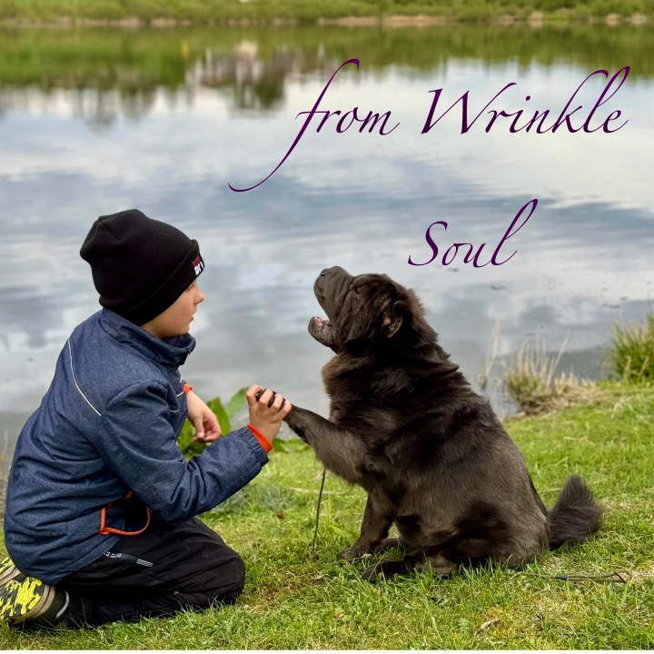 Logo von Shar Pei Zucht "from Wrinkle Soul"
