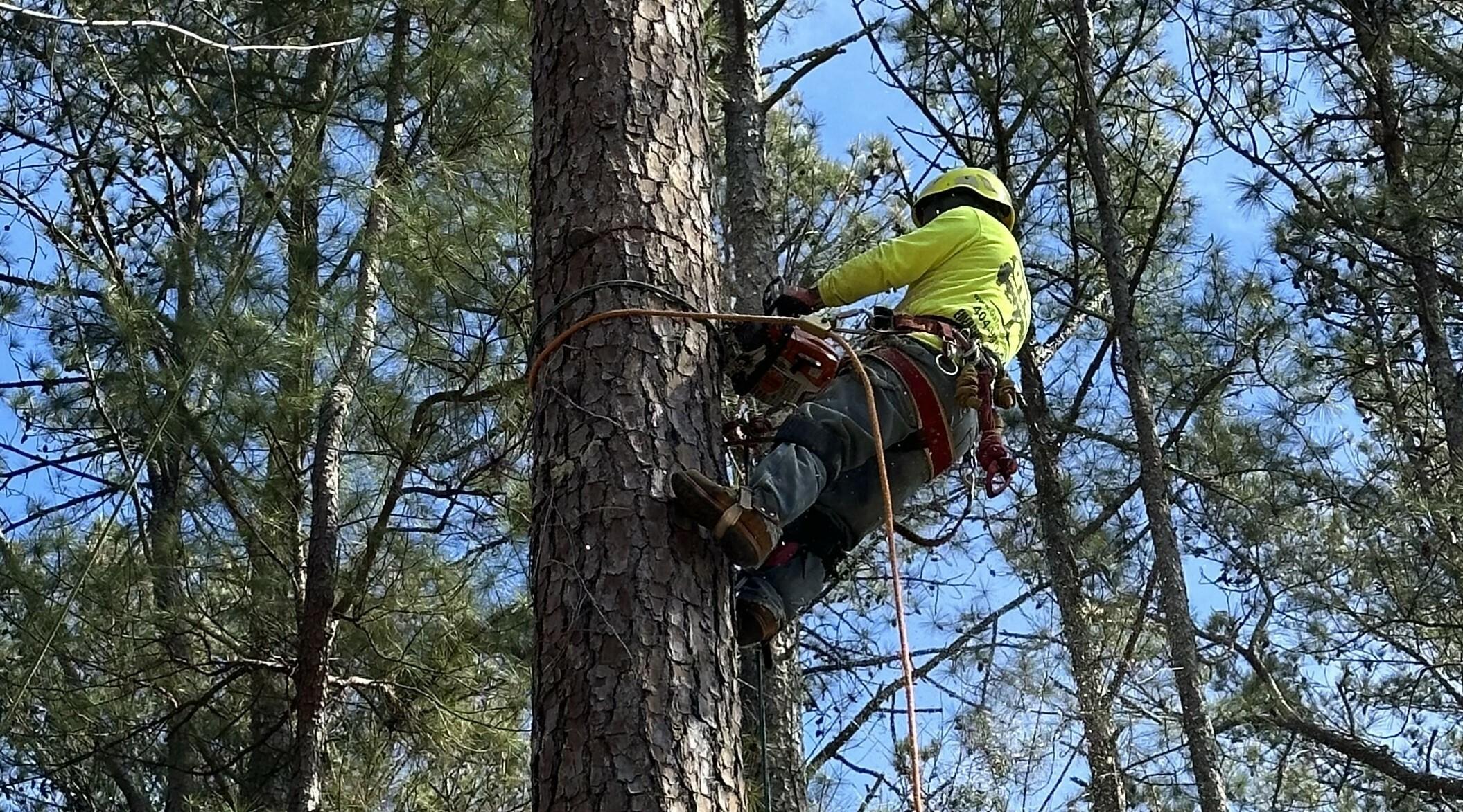 Georgia Tree Company Image