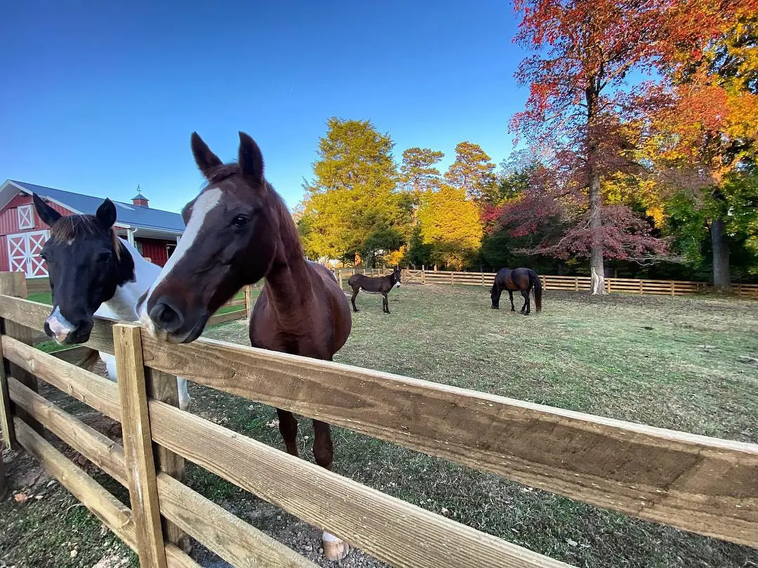 Rail Fence