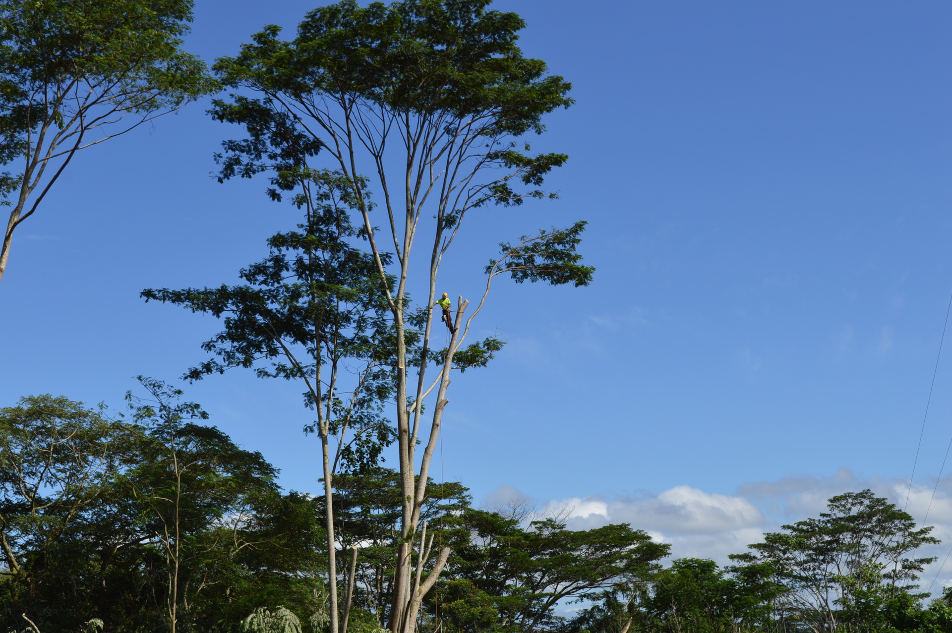 Big Island Tree Service, Inc. Photo