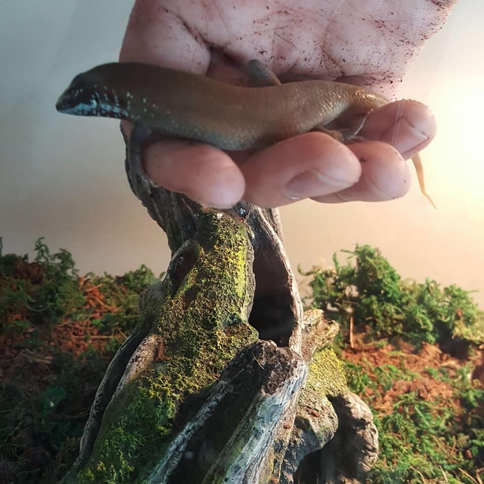 Melo's Reptile Sanctuary aims to find a reptile, no matter how big or how small, a new home where it will be loved till the end of its days.