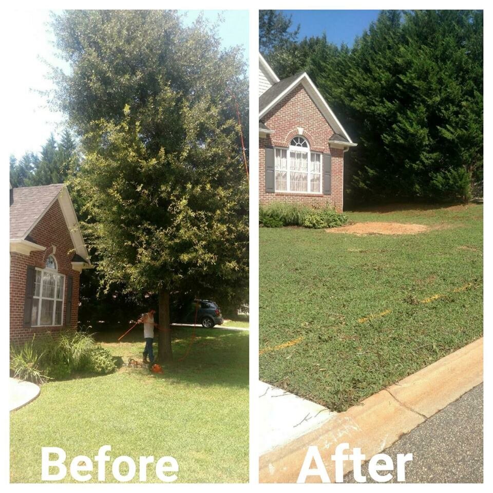 ALPHA TREE CARE LLC Image