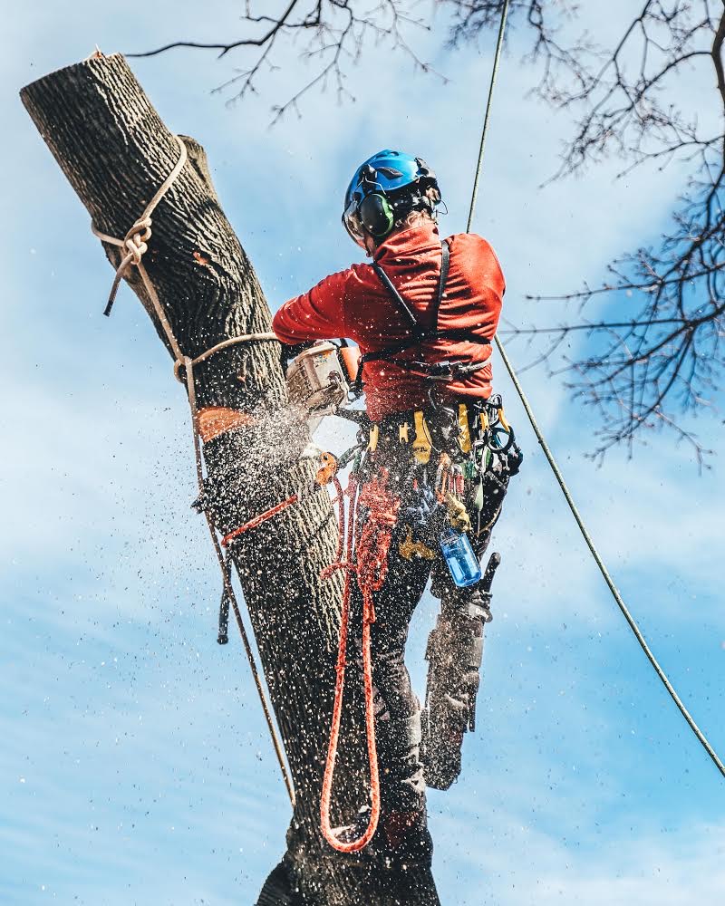 Arboleduc Inc - Arboriculteur, Élagueur Rosemont