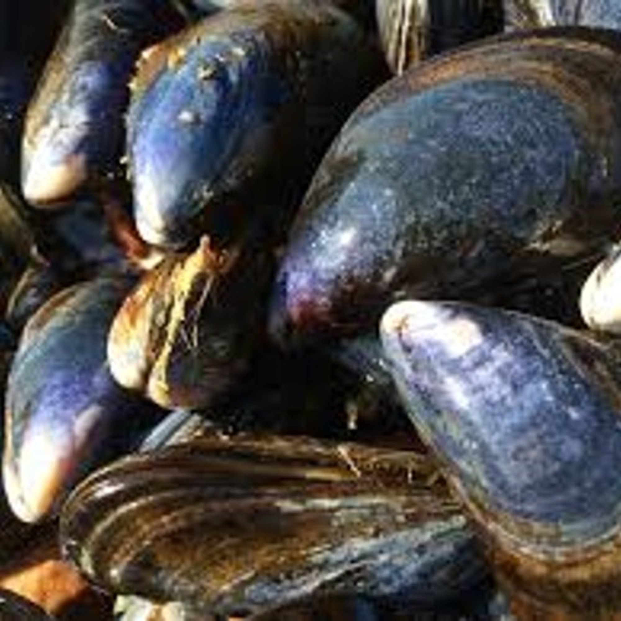 Mussels