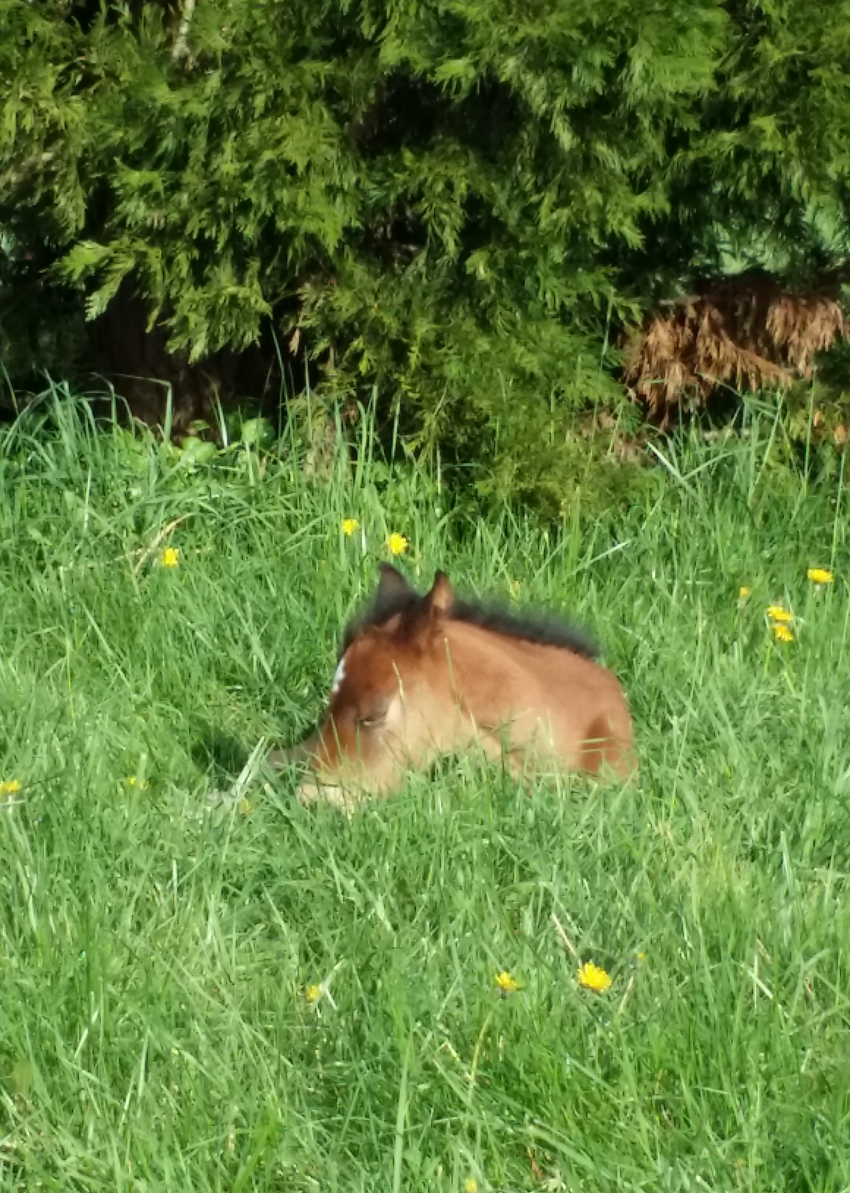 Countryside Equine Veterinary Service Photo