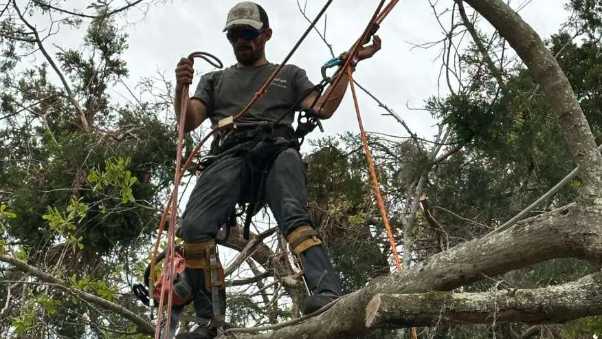 Tilman Tree Service Image
