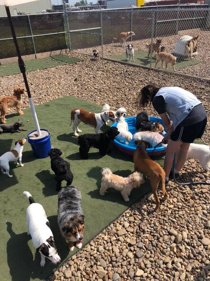 Daisy's Pet Playground Photo