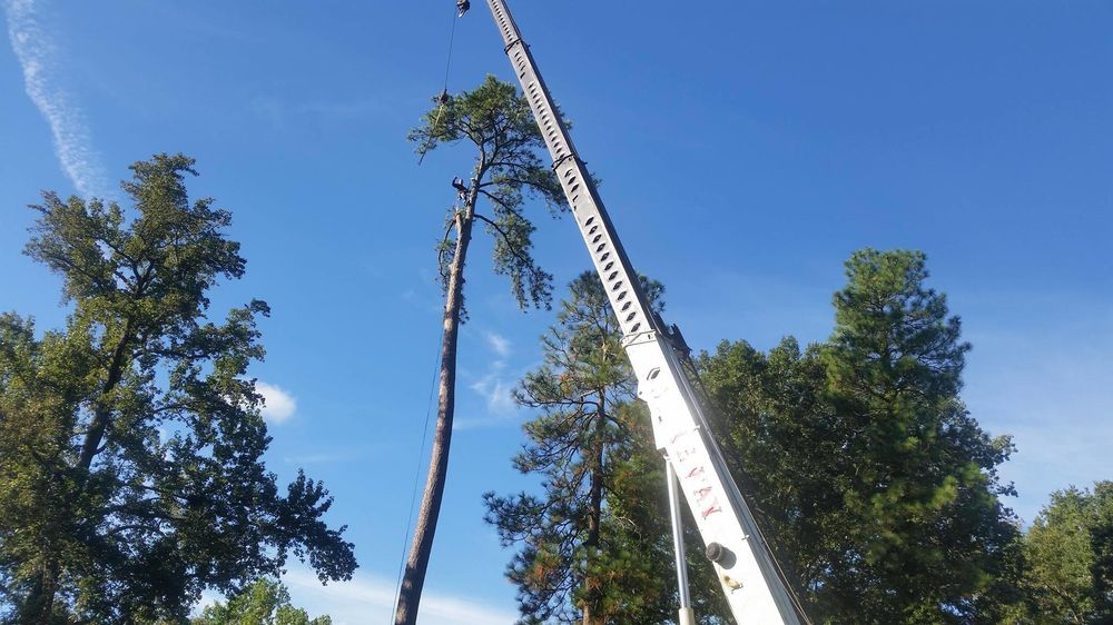 Top Cut Tree Service Photo
