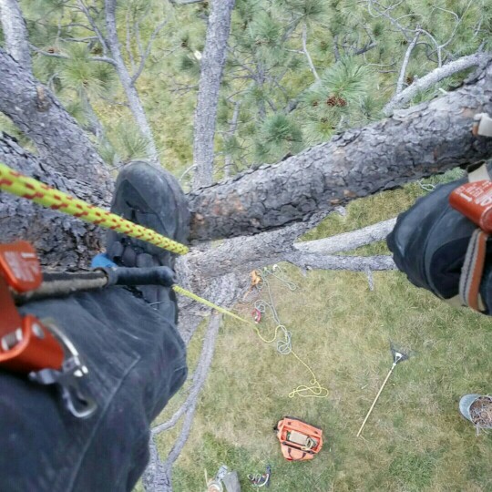 Montana Tree Care Image