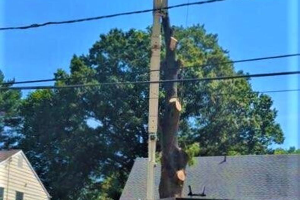 Tree & Land Masters LLC Image