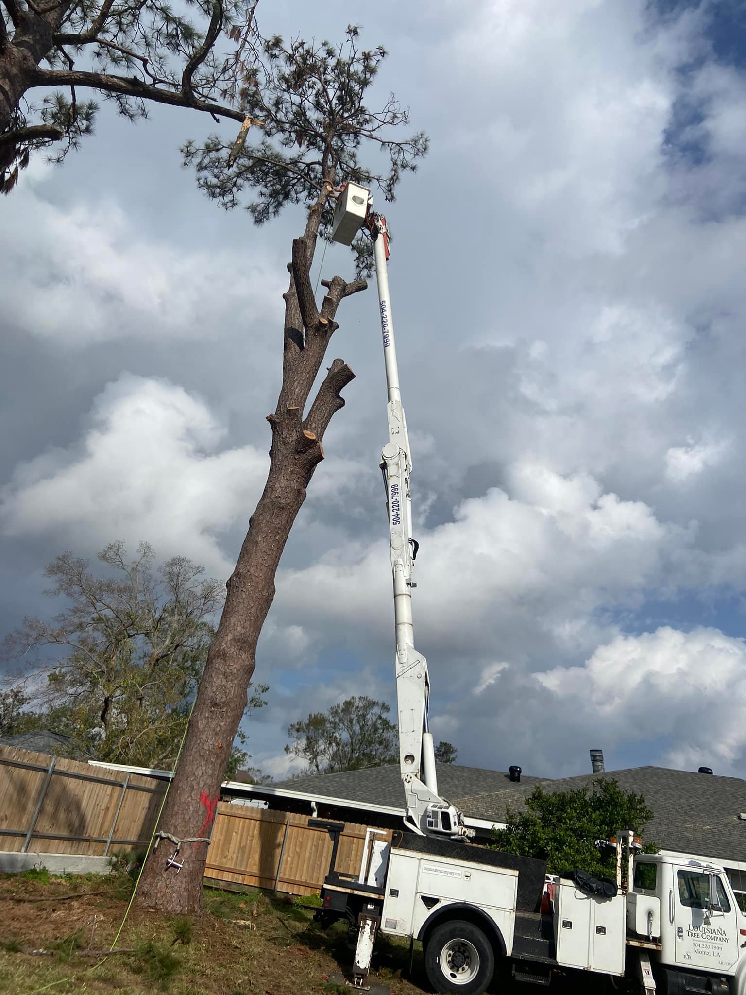 Louisiana Tree Company LLC Image