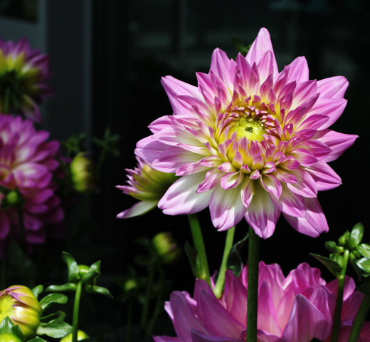 Gallery thumbnail