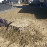 Montana Tree Care Image