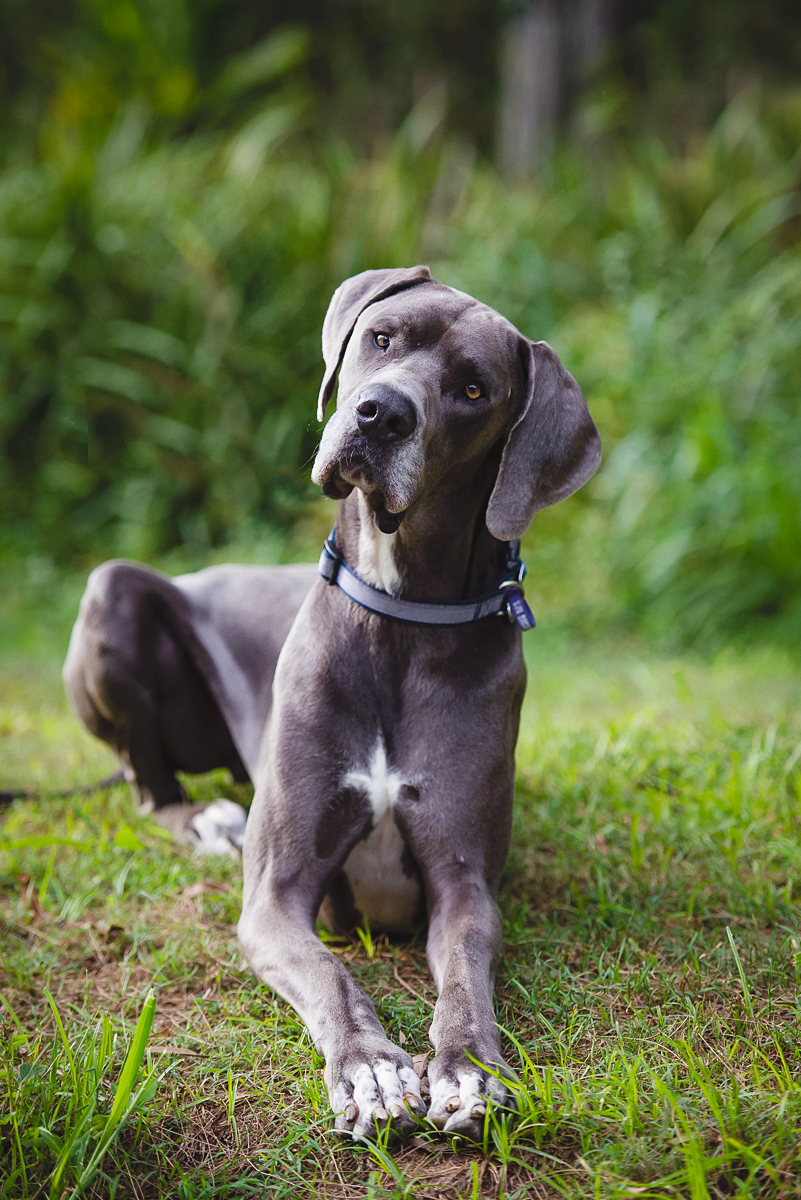 My Family Vet Upper Kedron Brisbane My Family Vet Upper Kedron Brisbane