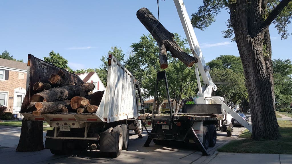 Huber Tree Expert Image