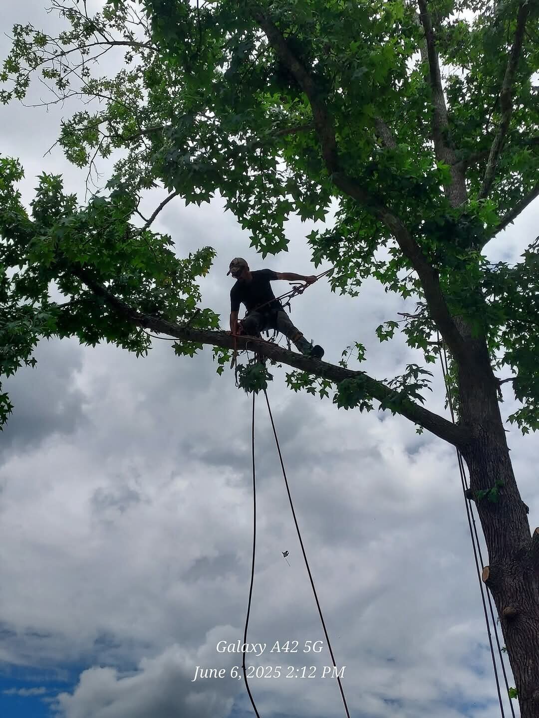 Tilman Tree Service Image